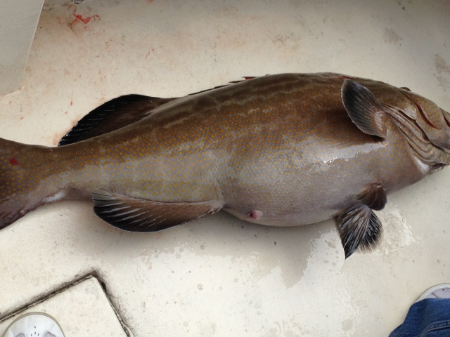 TEXAS YELLOWMOUTH GROUPER